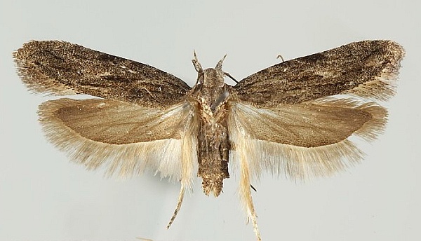 Anarsia lineatella Anarsia lineatella