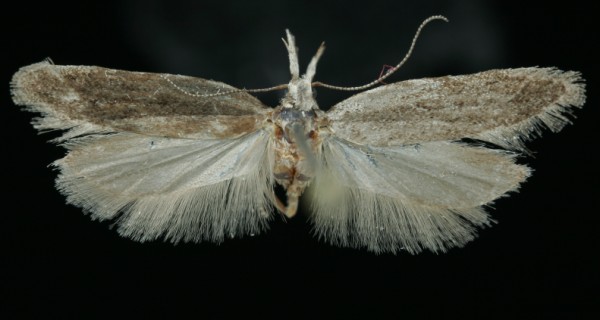 Anarsia spartiella Anarsia spartiella