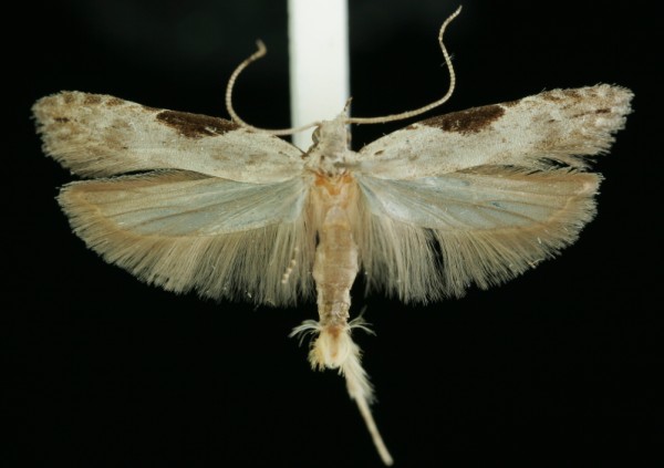 Hypatima rhomboidella Hypatima rhomboidella