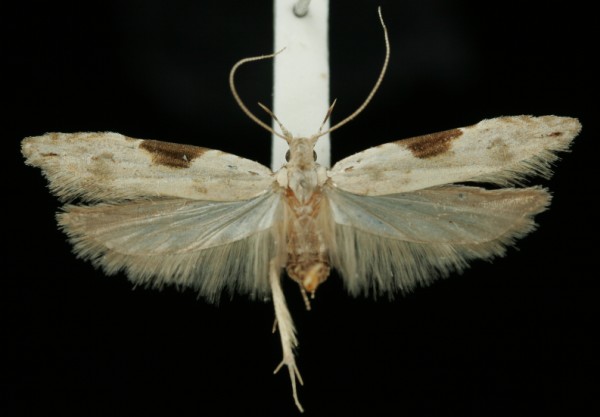 Hypatima rhomboidella Hypatima rhomboidella