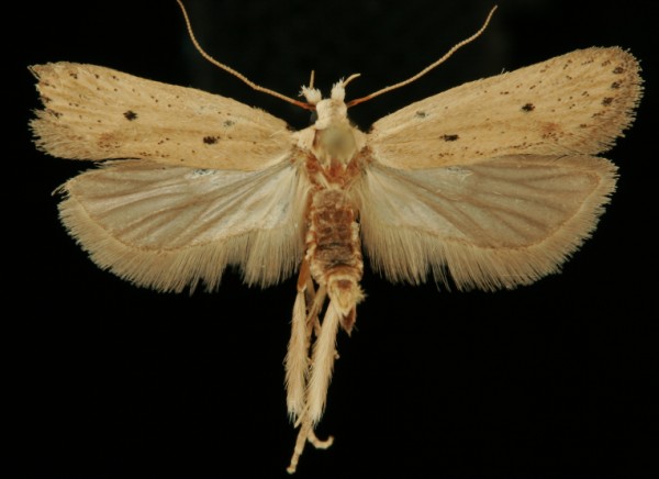 Nothris verbascella Nothris verbascella