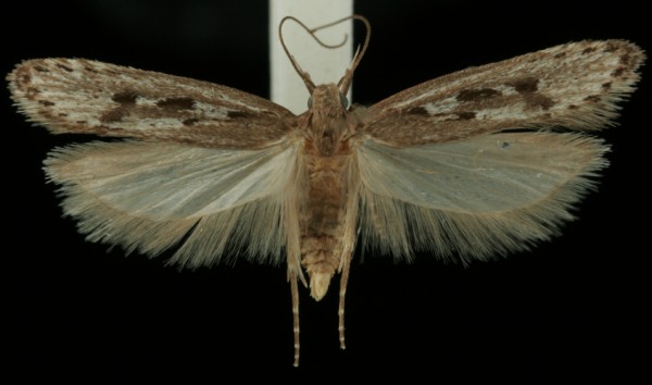 Neofaculta ericetella Neofaculta ericetella