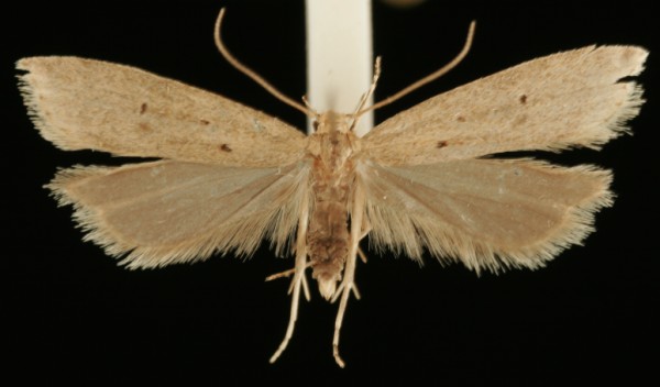 Brachmia inornatella Brachmia inornatella