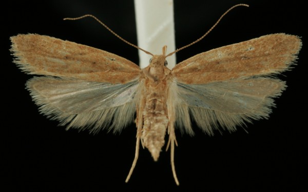 Helcystogramma lutatella Helcystogramma lutatella