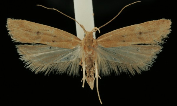 Helcystogramma lutatella Helcystogramma lutatella