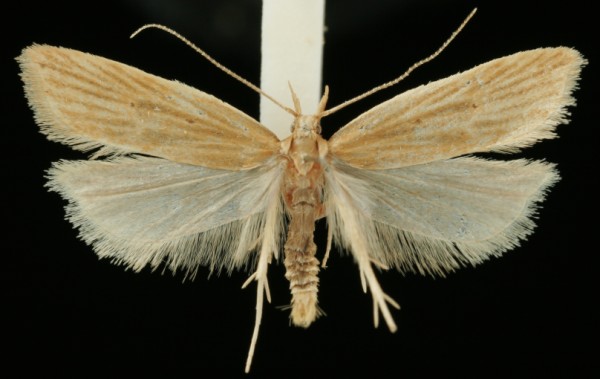 Helcystogramma rufescens Helcystogramma rufescens