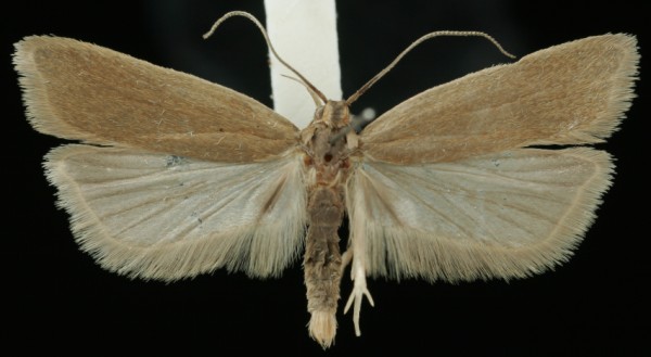 Acompsia cinerella Acompsia cinerella