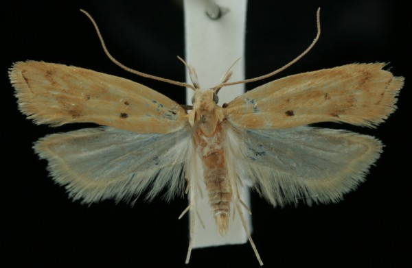 Telephila schmidtiellus Telephila schmidtiellus