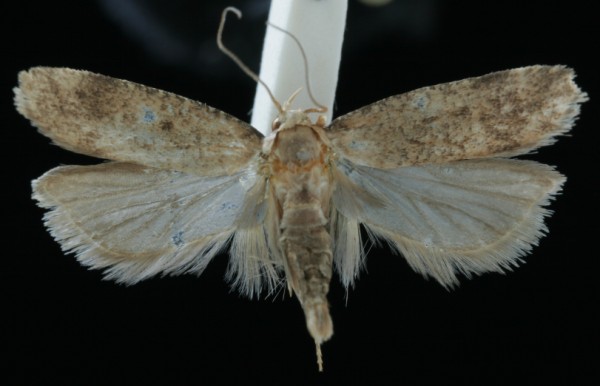 Pexicopia malvella Pexicopia malvella