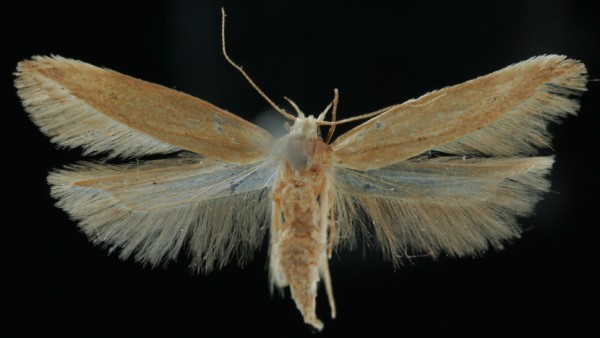 Sitotroga cerealella Sitotroga cerealella