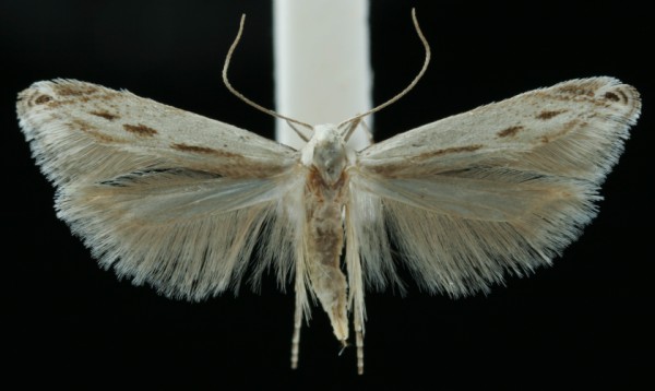 Thiotricha subocellea Thiotricha subocellea