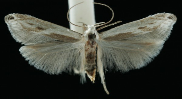 Thiotricha subocellea