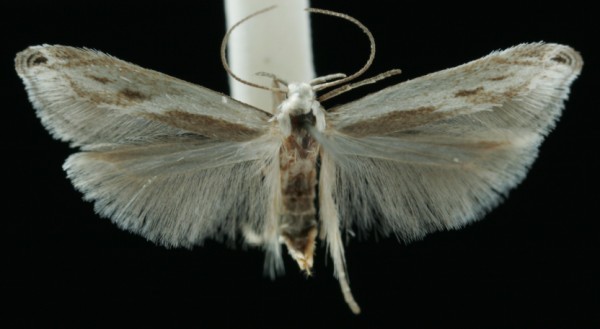 Thiotricha subocellea Thiotricha subocellea