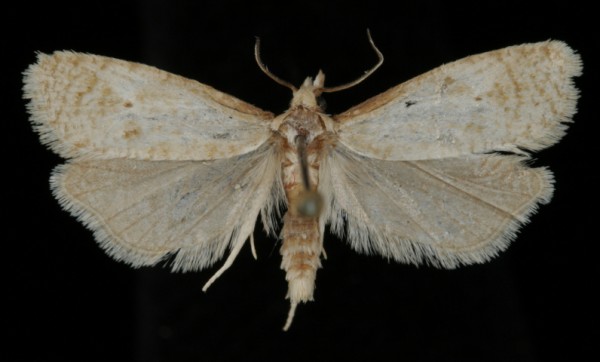 Phtheochroa inopiana Phtheochroa inopiana