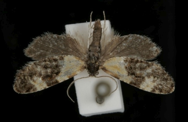 Phtheochroa schreibersiana Phtheochroa schreibersiana
