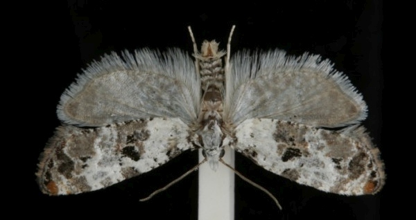 Phtheochroa sodaliana Phtheochroa sodaliana