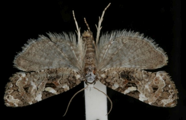 Phtheochroa rugosana Phtheochroa rugosana