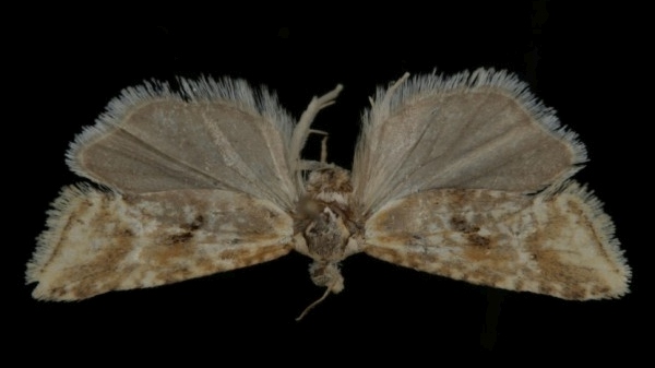 Cochylimorpha alternana Cochylimorpha alternana