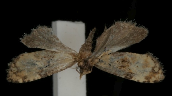 Phalonidia curvistrigana Phalonidia curvistrigana