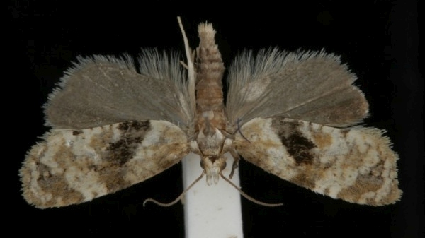 Phalonidia manniana Phalonidia manniana
