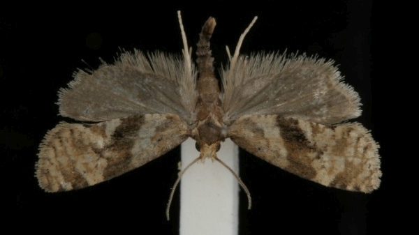 Phalonidia manniana Phalonidia manniana