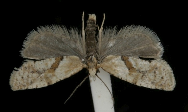 Phalonidia affinitana Phalonidia affinitana