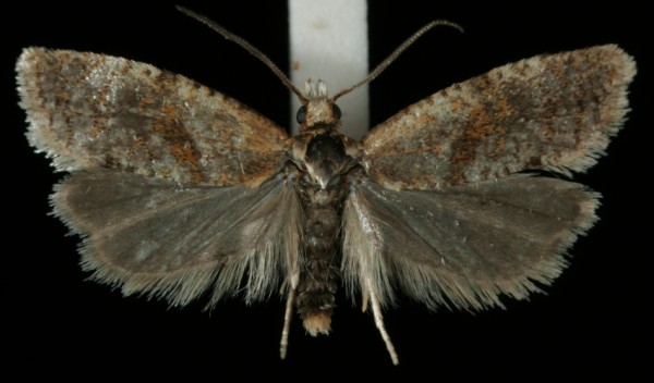 Phalonidia affinitana Phalonidia affinitana