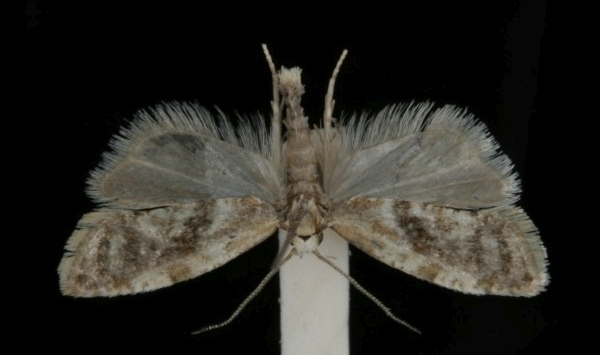 Phalonidia affinitana Phalonidia affinitana