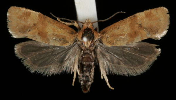 Gynnidomorpha vectisana Gynnidomorpha vectisana
