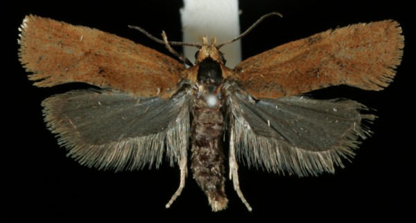 Gynnidomorpha vectisana Gynnidomorpha vectisana