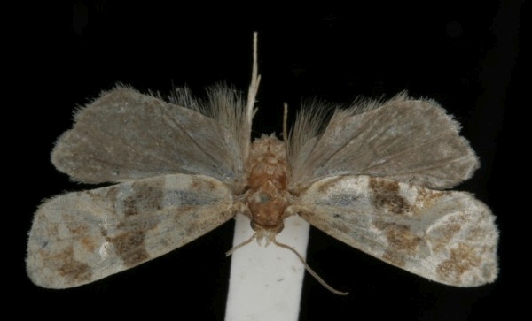 Gynnidomorpha minimana Gynnidomorpha minimana