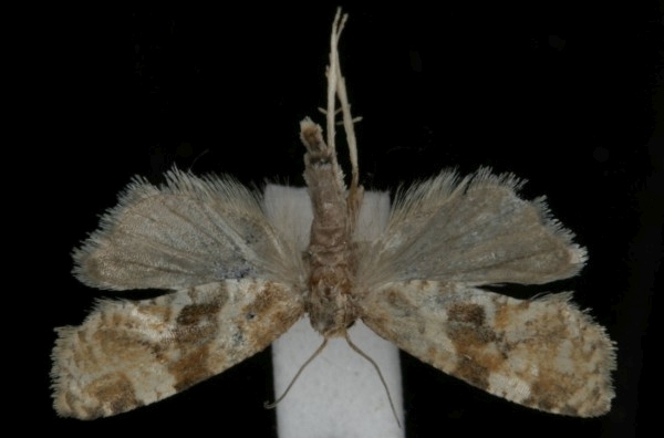 Gynnidomorpha minimana Gynnidomorpha minimana