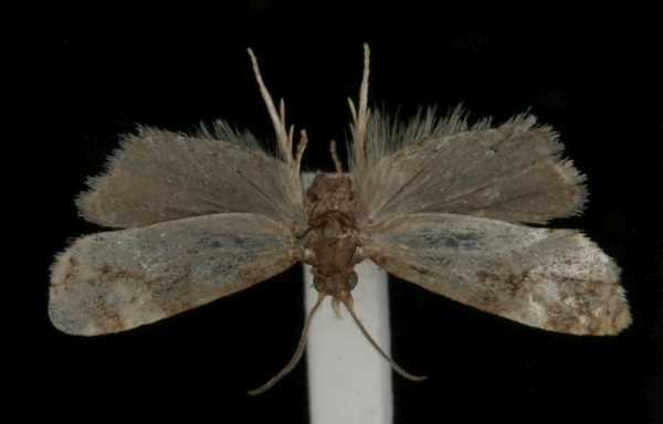 Gynnidomorpha permixtana Gynnidomorpha permixtana