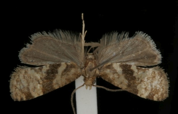 Gynnidomorpha alismana Gynnidomorpha alismana
