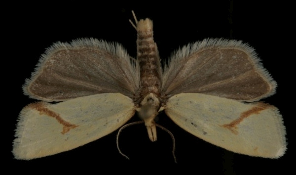 Agapeta hamana Agapeta hamana