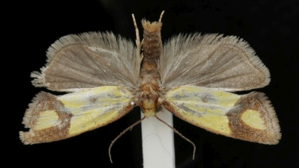 Agapeta zoegana Agapeta zoegana