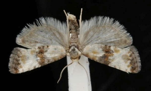 Eupoecilia angustana Eupoecilia angustana
