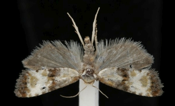 Eupoecilia angustana Eupoecilia angustana