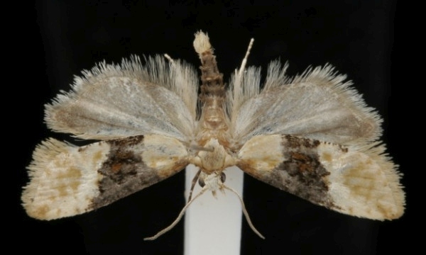 Eupoecilia ambiguella Eupoecilia ambiguella
