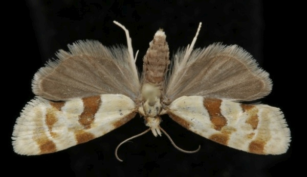 Aethes cnicana Aethes cnicana