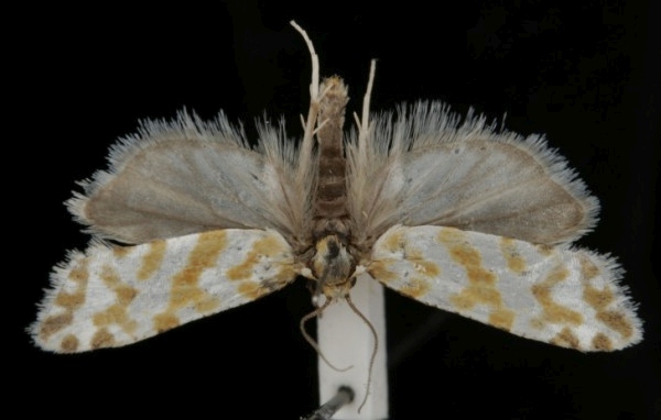Aethes margaritana Aethes margaritana