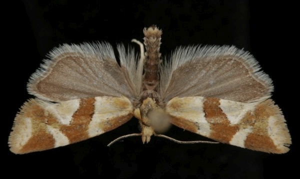 Aethes triangulana Aethes triangulana