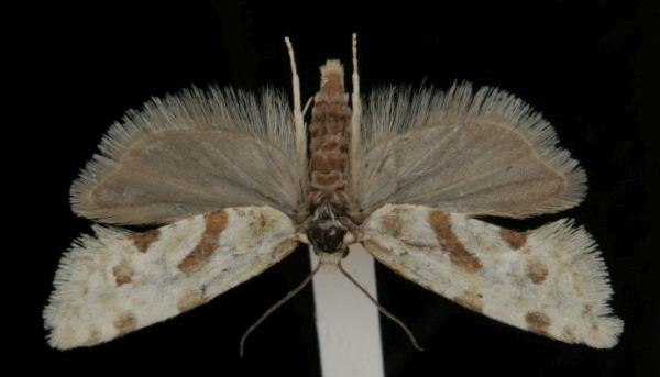 Aethes smeathmanniana Aethes smeathmanniana