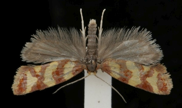 Aethes rutilana Aethes rutilana