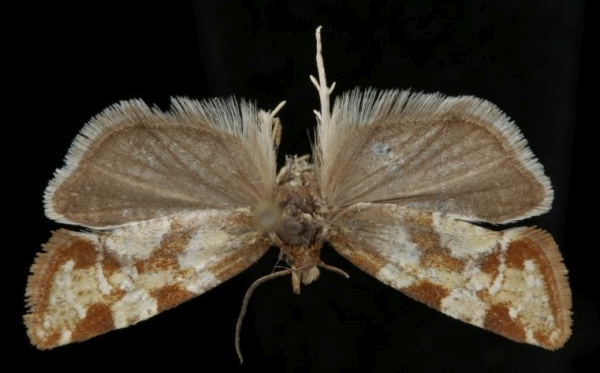 Aethes piercei Aethes piercei