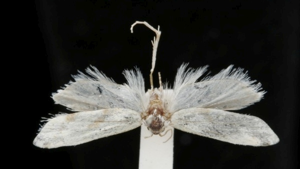Aethes dilucidana Aethes dilucidana
