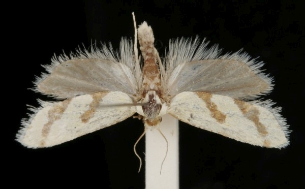 Aethes flagellana Aethes flagellana