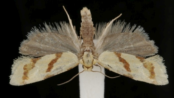 Aethes beatricella Aethes beatricella