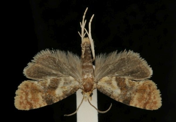 Cochylidia rupicola Cochylidia rupicola