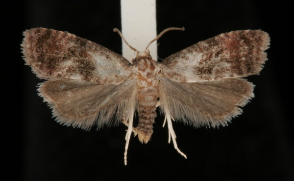 Cochylidia rupicola Cochylidia rupicola